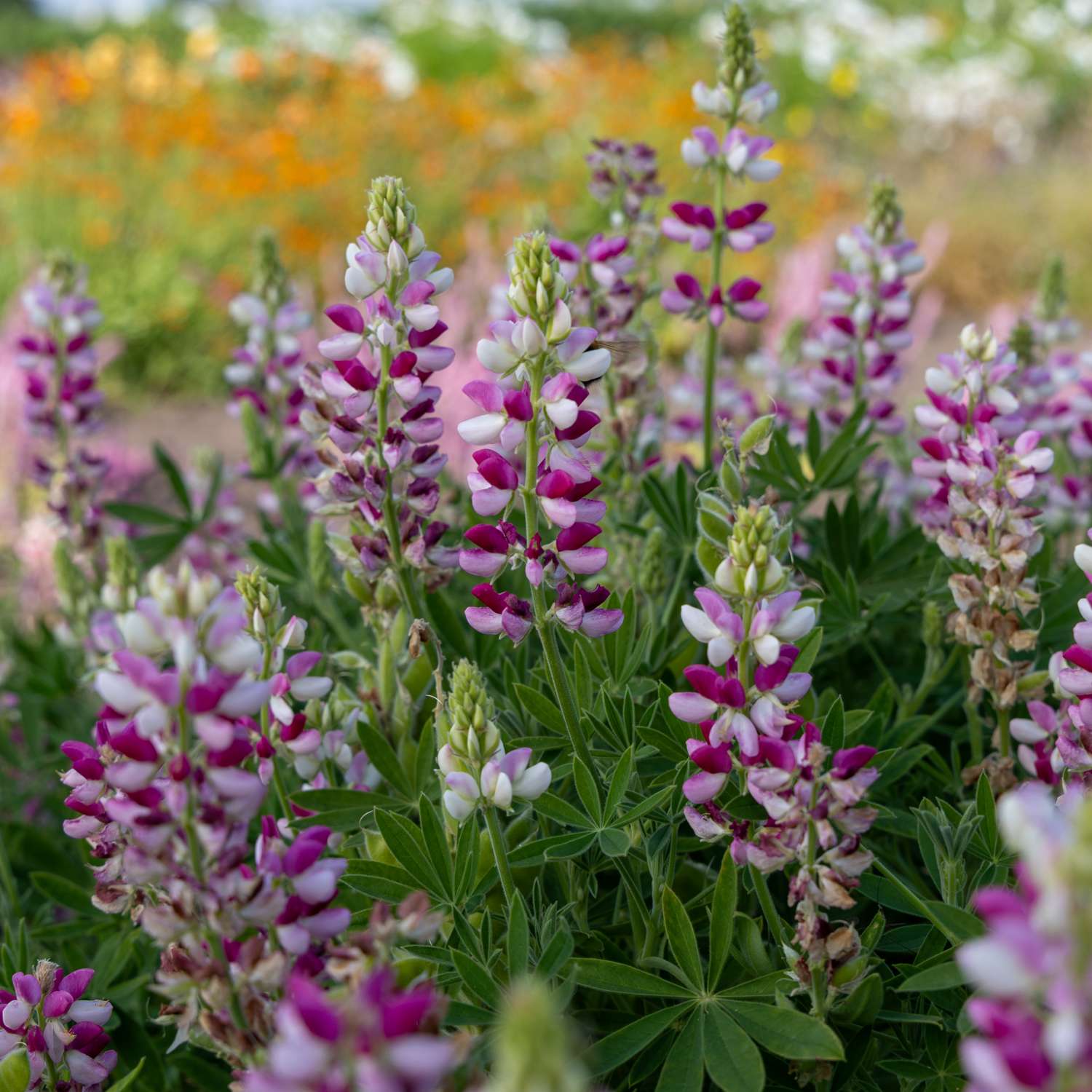 Lupin 'Avalune Red-White' (graines)
